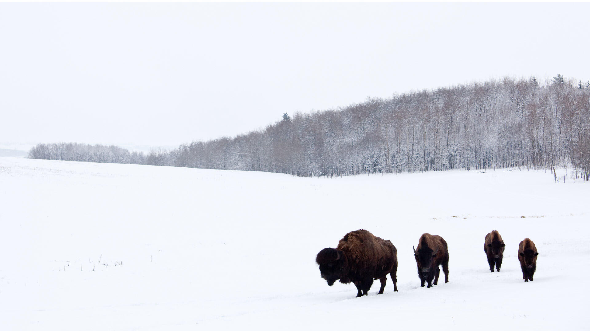 Bisons walking in a snowy field.