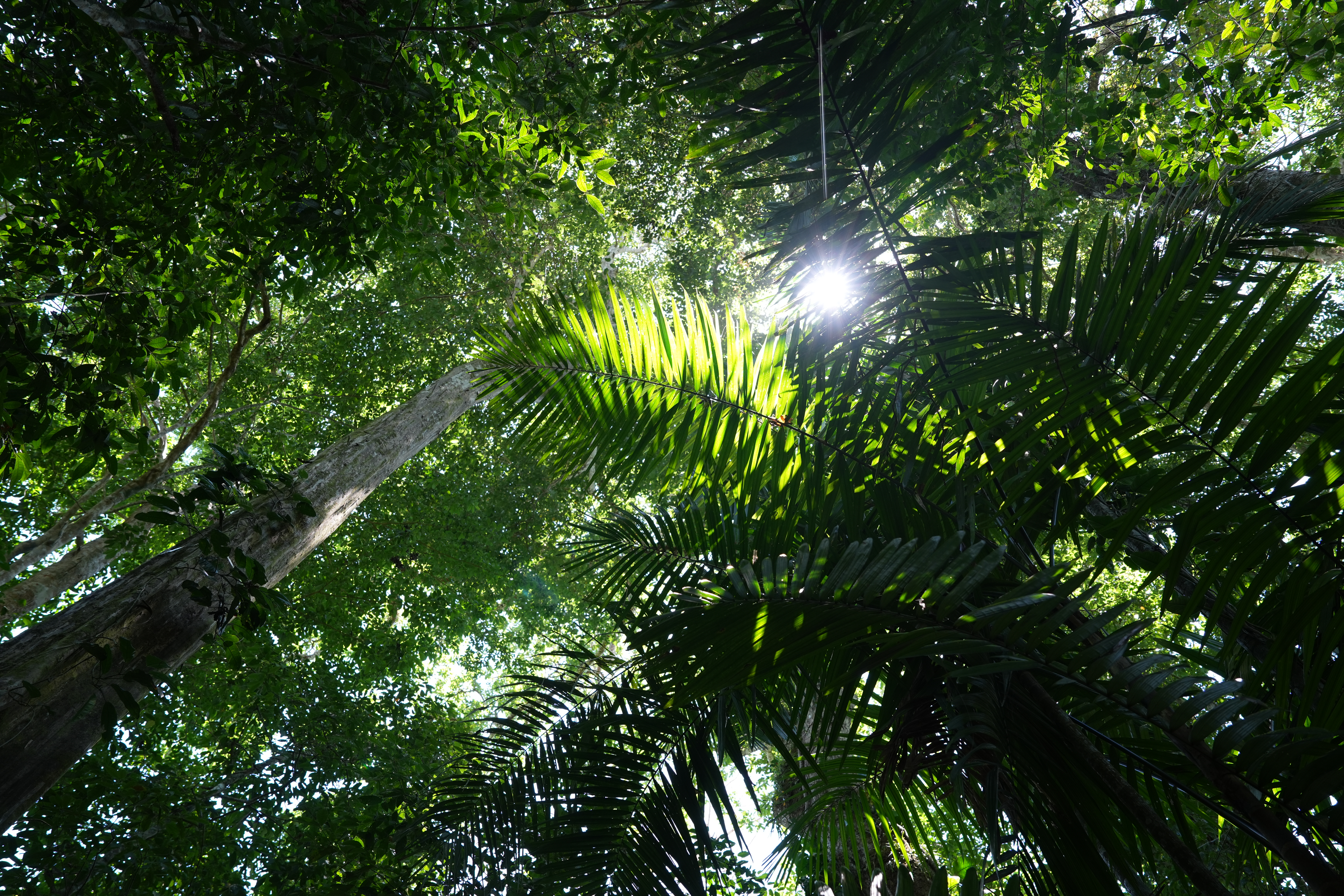 Shots of trees from the ground up