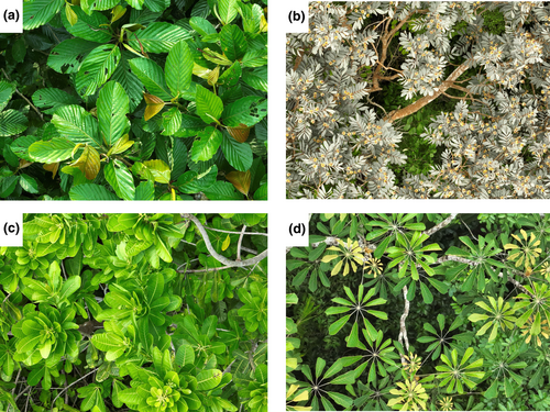 macro image to train type of leafs