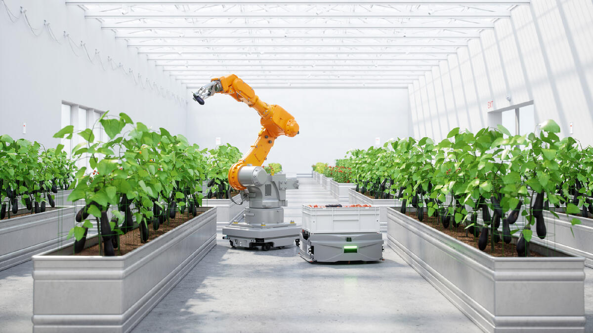 A robotic arm in a greenhouse picking tomatoes.