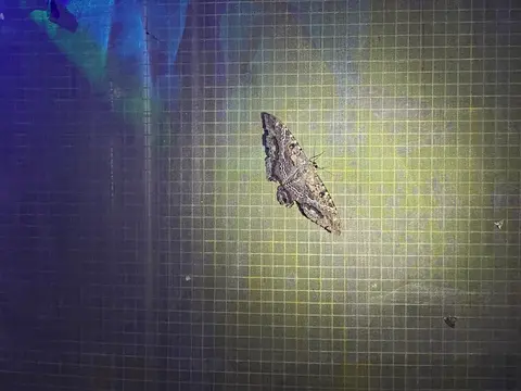 Un papillon de nuit photographié sur un fond quadrillé.