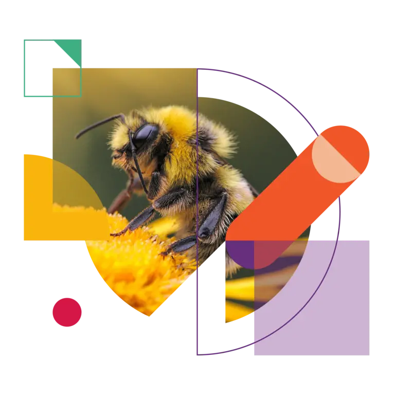 A bee pollinates a yellow flower. 