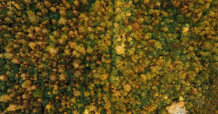 Vue d'une forêt à vol d'oiseau