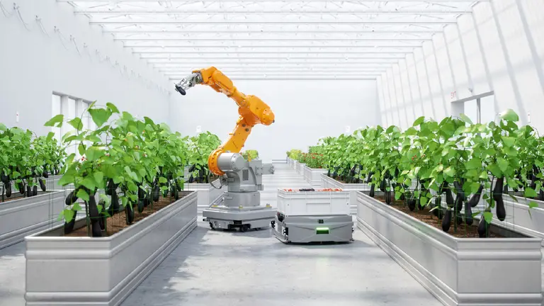 A robotic arm in a greenhouse picking tomatoes.