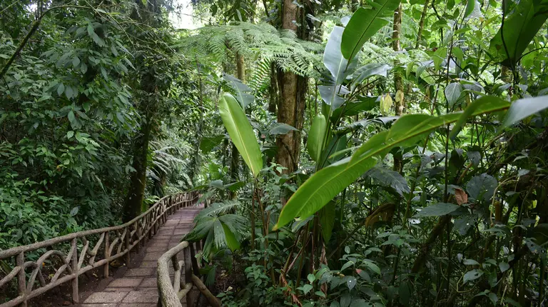 Sentier pavé avec balustrade en bois dans une forêt tropicale luxuriante et verdoyante.