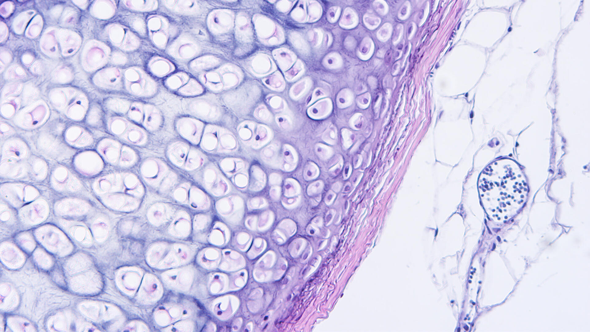 Vue microscopique de tissus humains. 