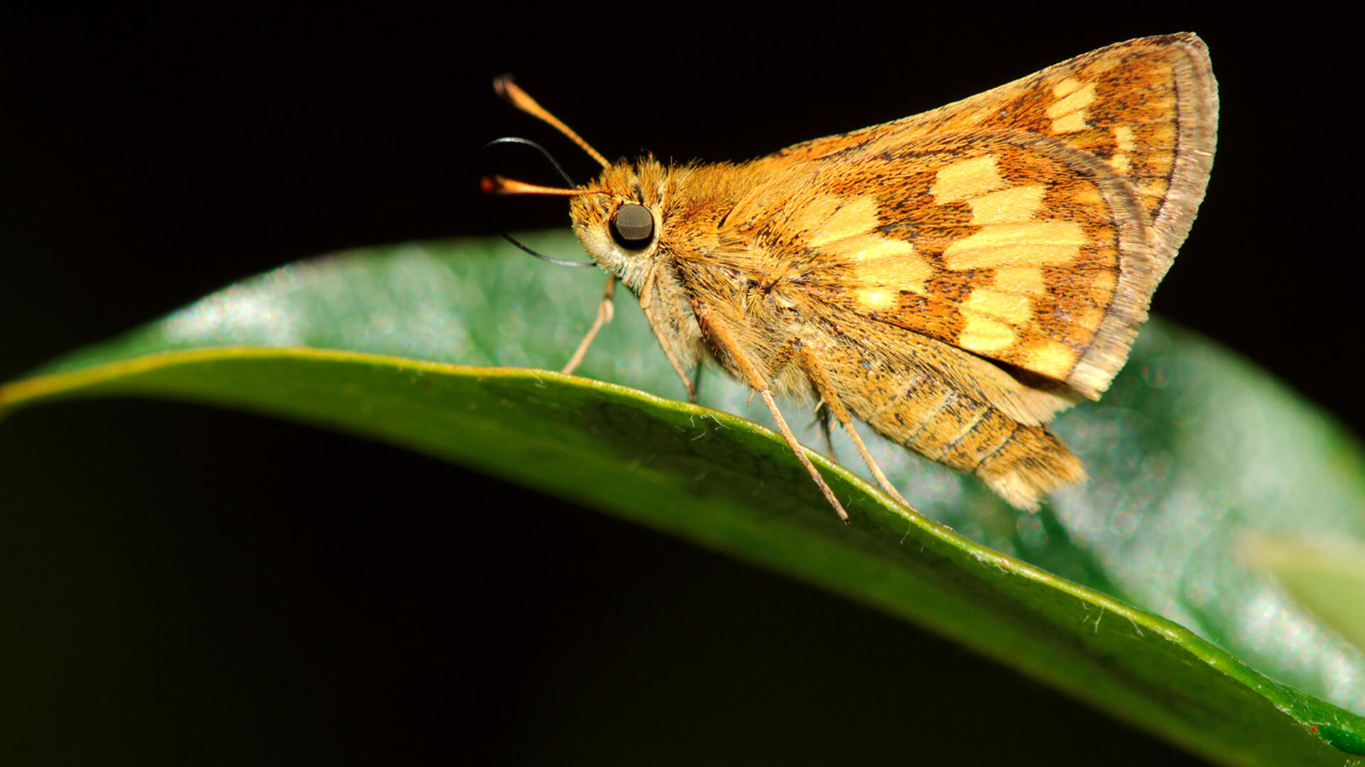 A bright yellow-orange moth stands on a leaf.