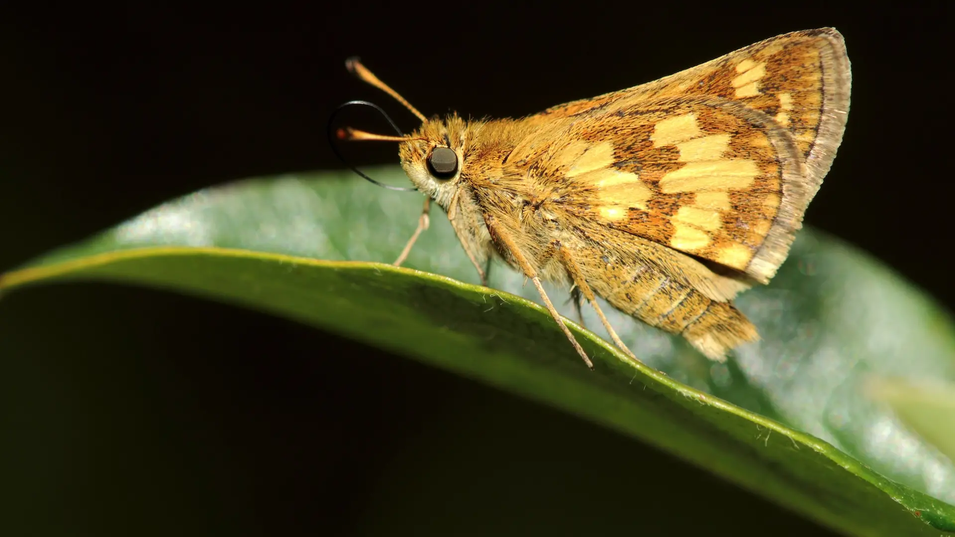  Photo of a bright yellow-orange moth on a leaf.