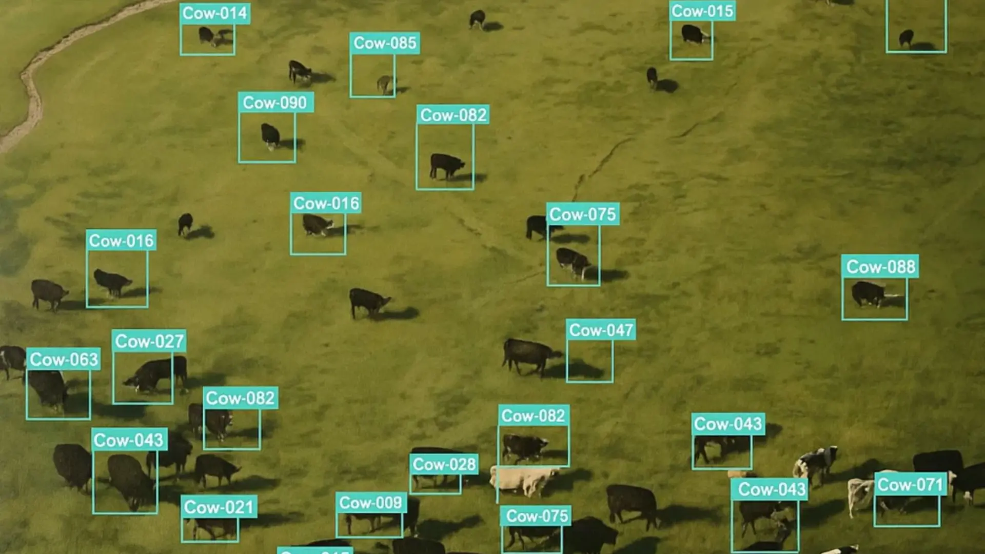 a drone picture of a field with buffalos. An AI program highlighted and selected them.