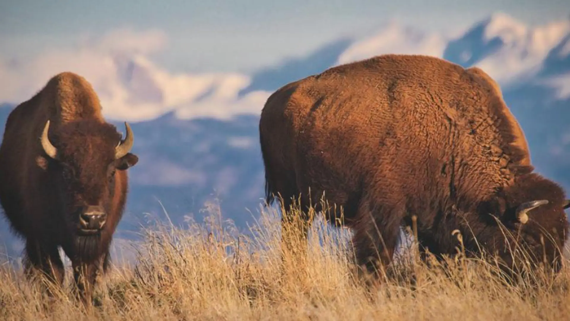 picture of two buffalos in a field