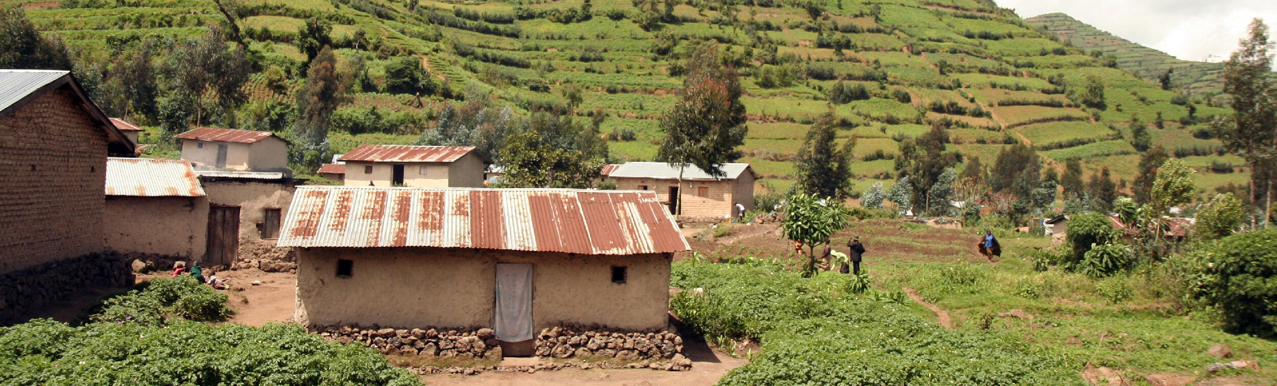 A farm in Rwanda. 