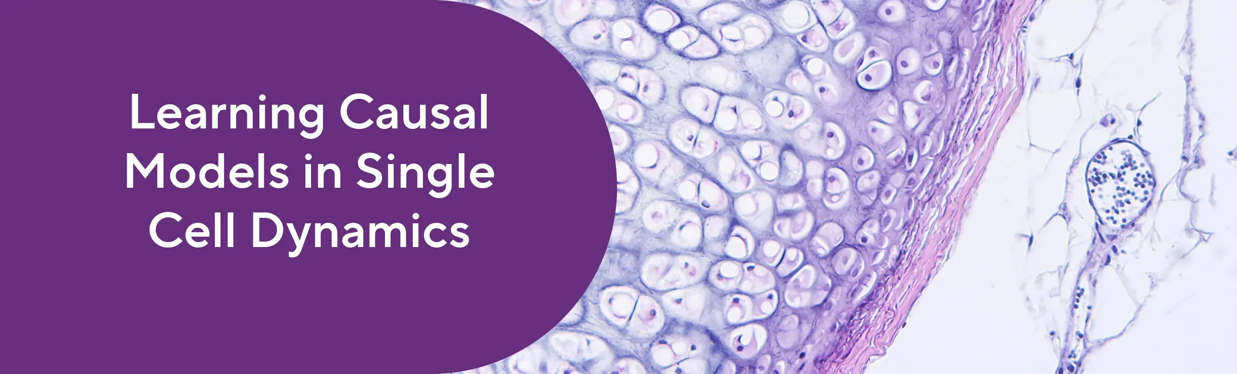 Banner with project name and microscopic view of human tissue. 