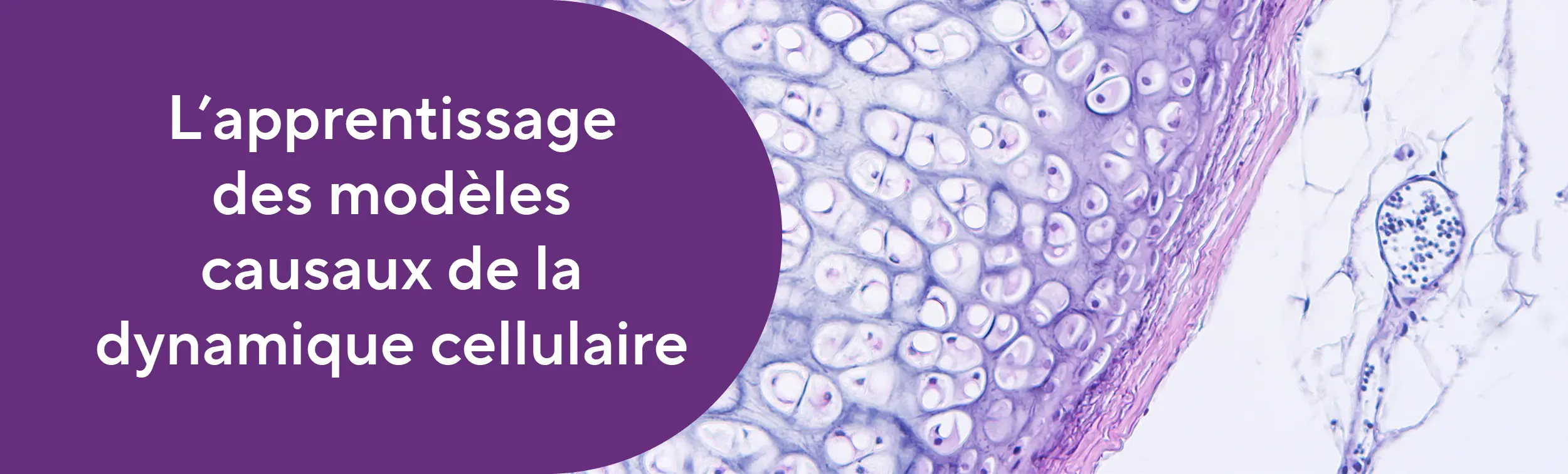 Bannière avec le nom du projet et une vue microscopique d'un tissu humain.