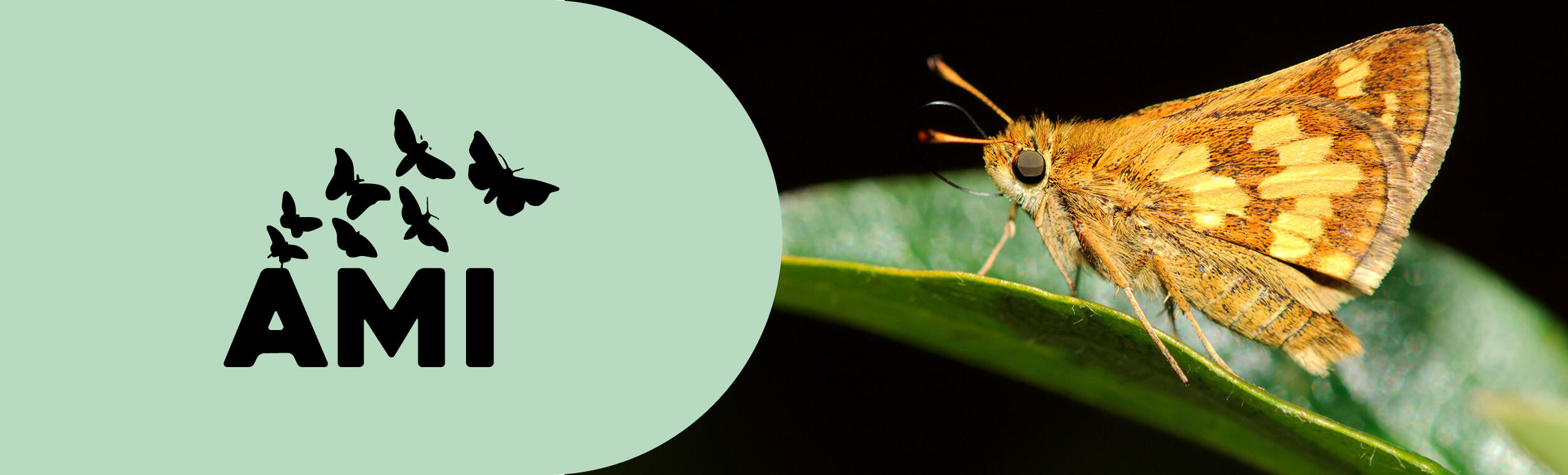 Logo of the AMI project, accompanied by a photo of a bright yellow-orange moth on a leaf. 