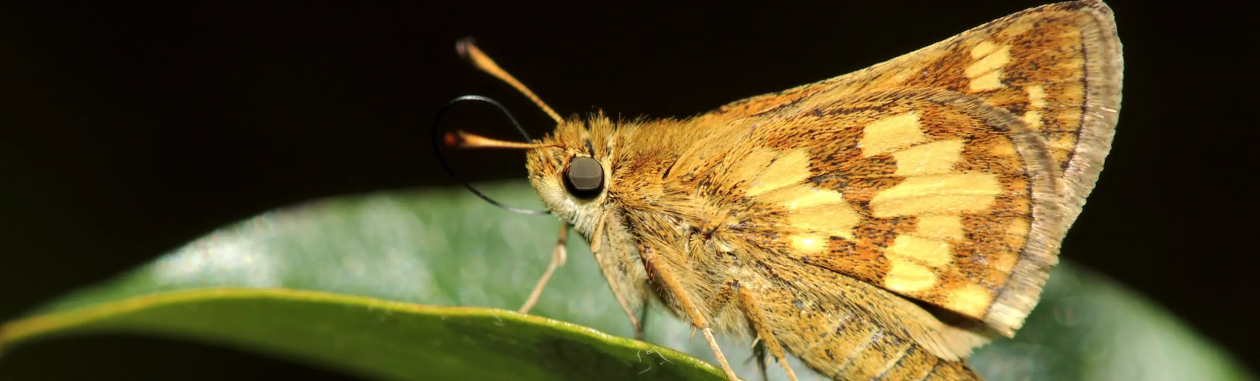 Photo d'un papillon de nuit jaune-orange vif sur une feuille.