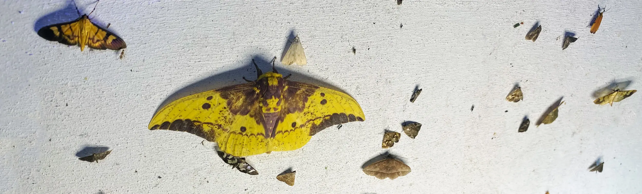 Un groupe varié de papillons de nuit photographiés par un appareil photo pour insectes.