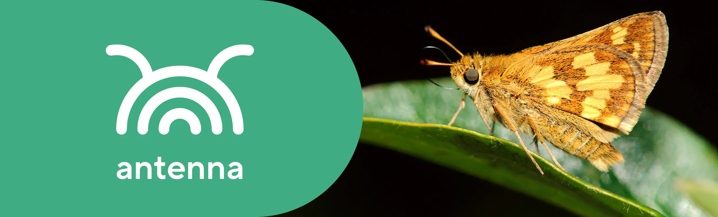 Logo of the project and photo of a bright yellow-orange moth on a leaf. 