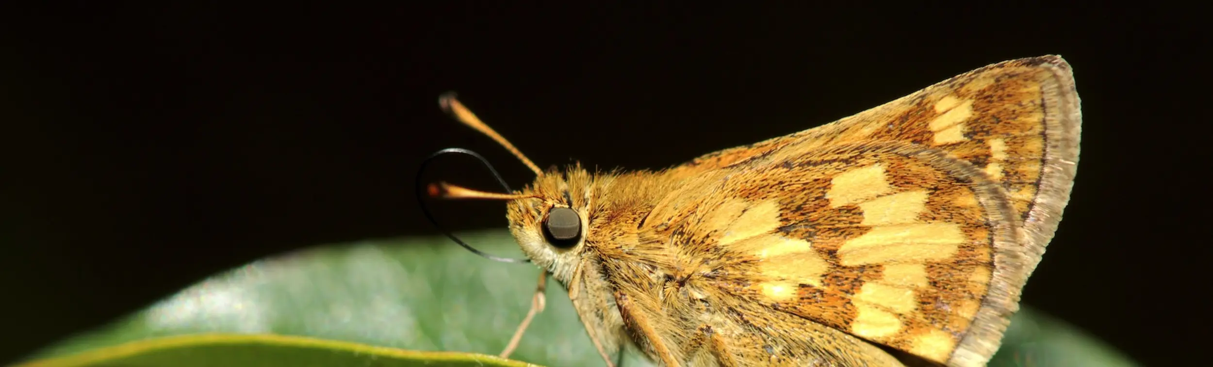 Photo of a bright yellow-orange moth on a leaf. 