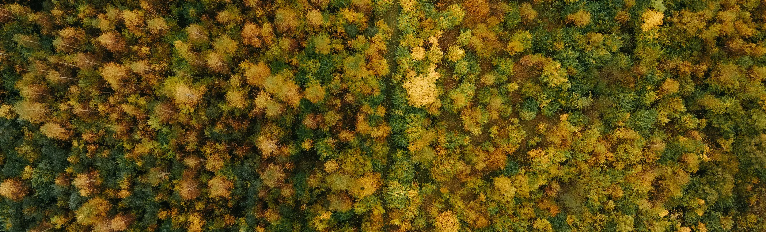 a Bird's eye view of a forest