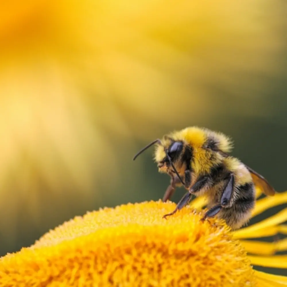 A bee pollinates a yellow flower. 