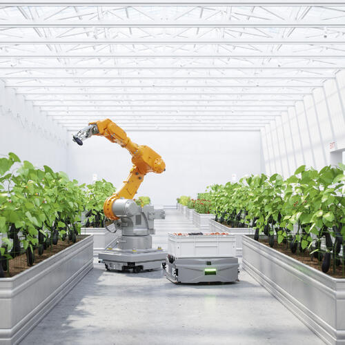 Automatic robotic arm in a greenhouse. 