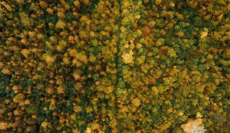 Vue d'une forêt à vol d'oiseau