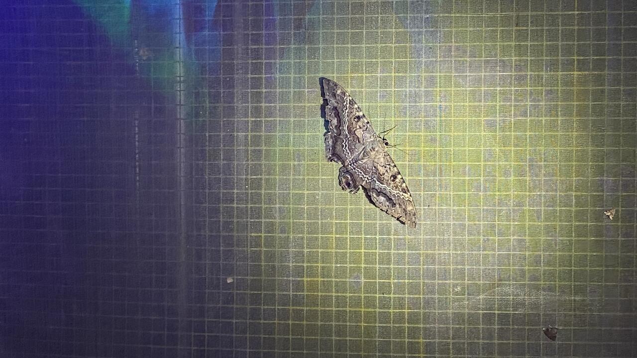 A moth photographed against a grid background. 