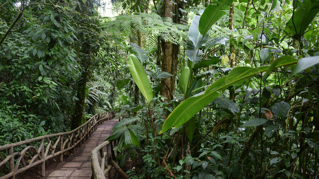 Stone path with wooden railing in a lush, green rainforest.